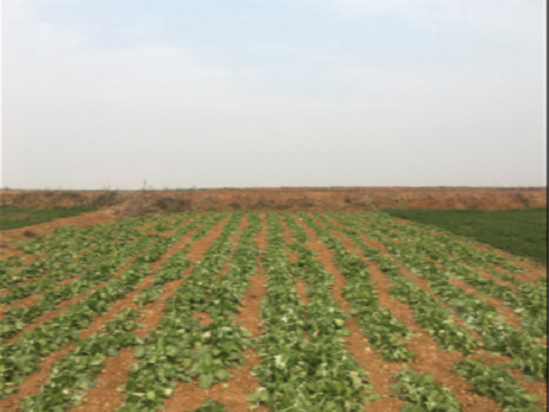 中廣核風(fēng)電有限公司河南分公司伊川牛洼 100MW 風(fēng)電一期項(xiàng)目水土保持方案